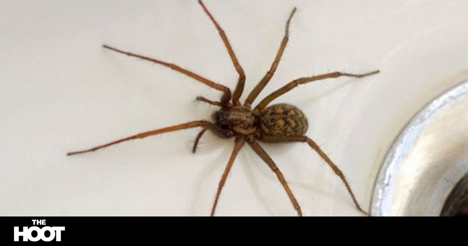 Thousands Of Giant ‘sex Crazed Spiders To Invade Uk Homes 