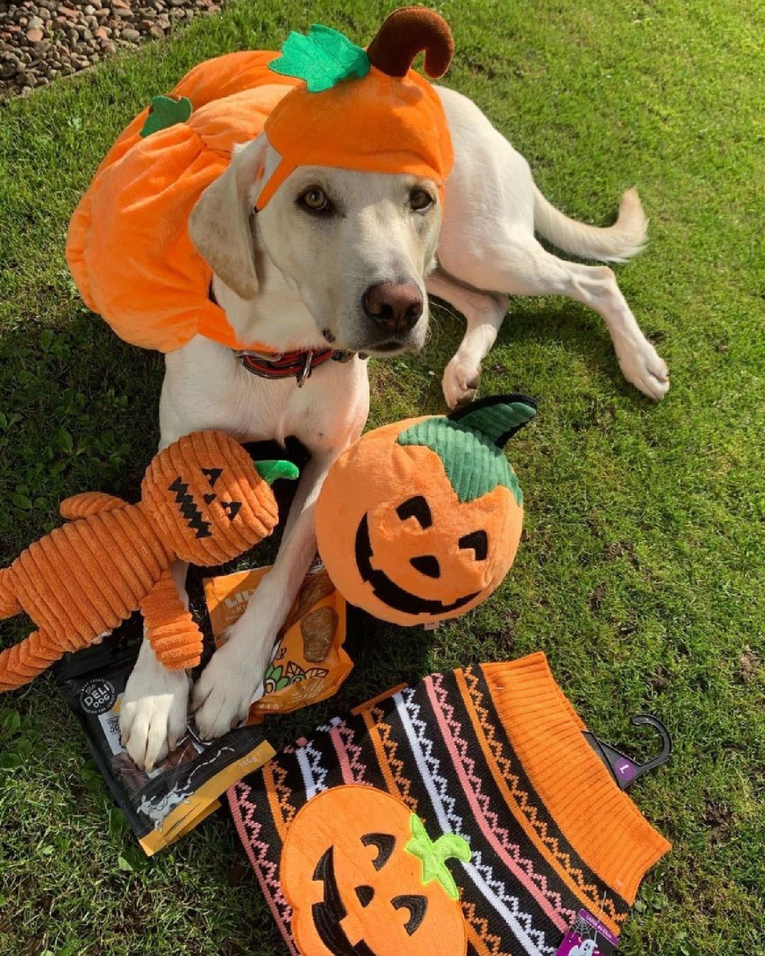 dog in a pumpkin costume