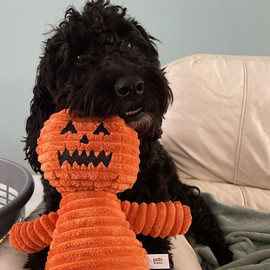 a dog with a pumpkin toy in its mouth