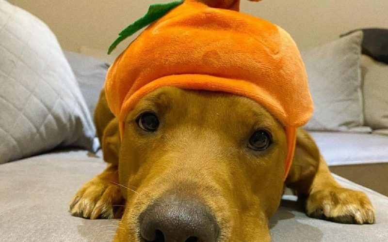 golden retriever with a pumpkin hat on