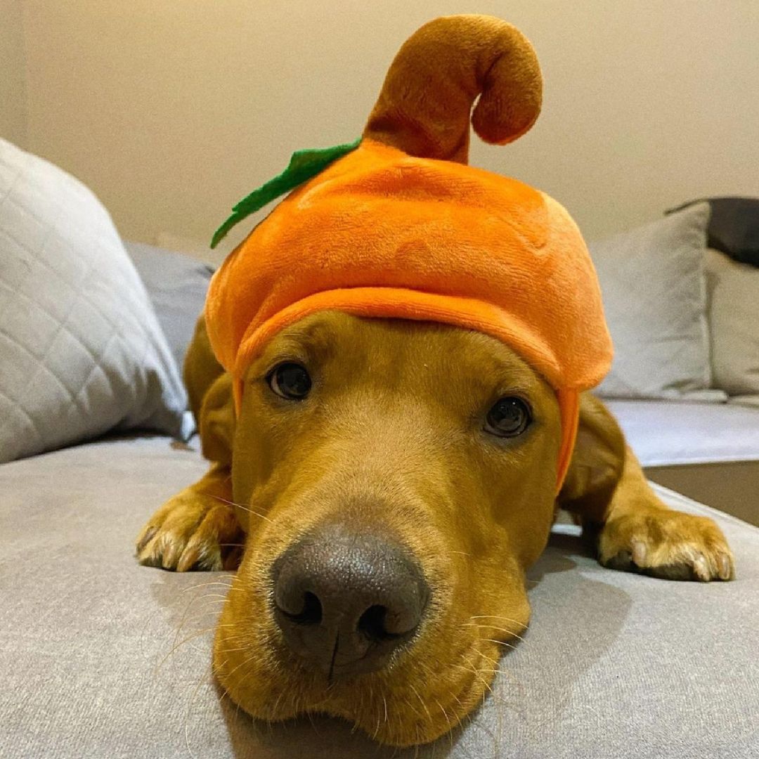 golden retriever with a pumpkin hat on