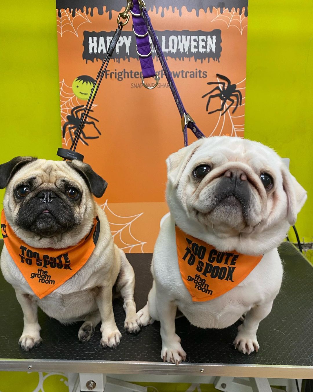 two dogs with spooky bandanas on