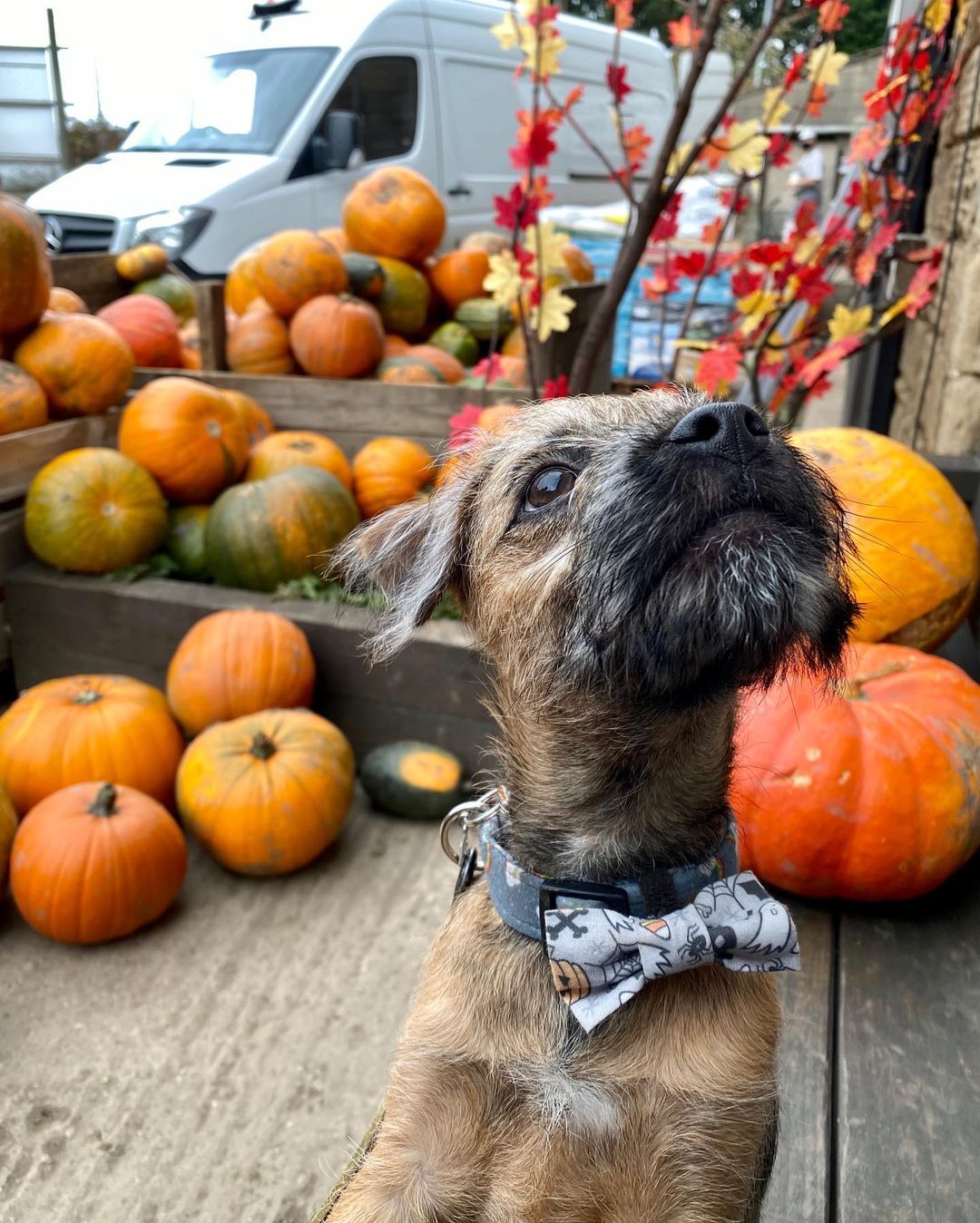 dog amongst pumpkins at Farmer Copleys