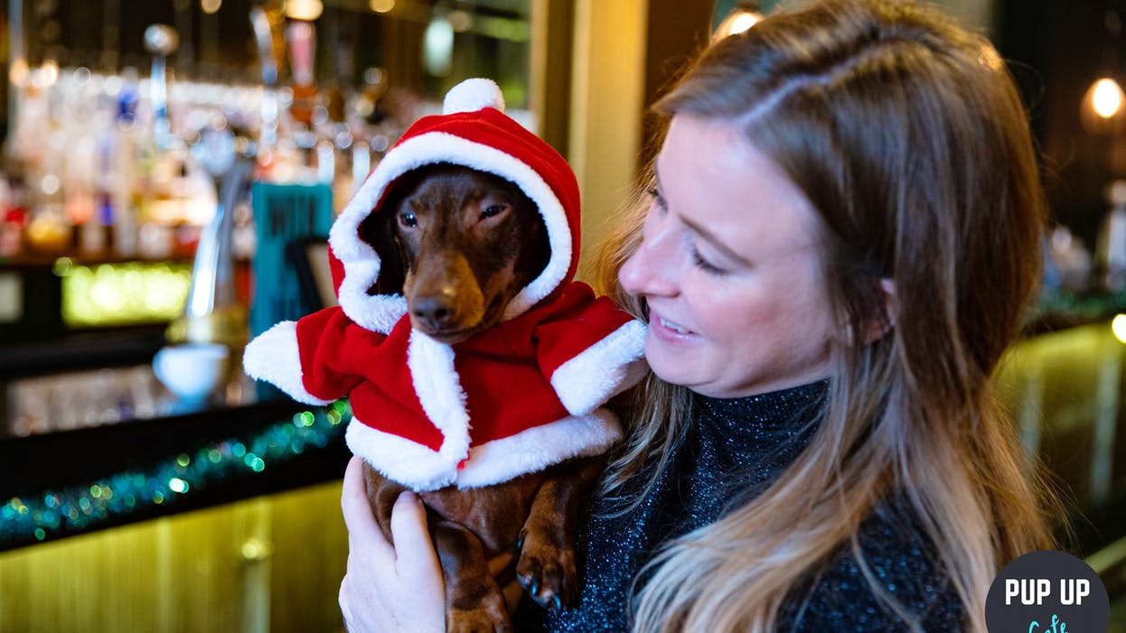Dachshund puppy dressed up in a santa outfit being held up near the bar by their owner