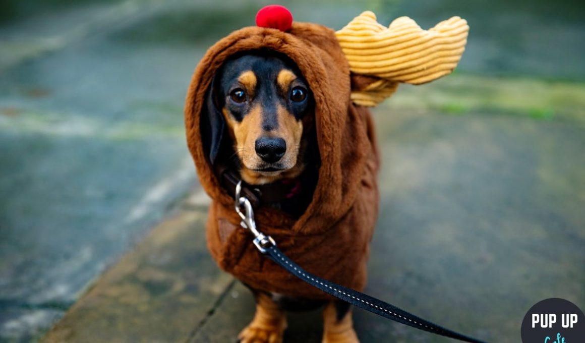 sausage dog dressed in a reindeer costume
