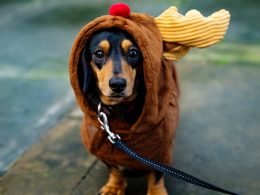 sausage dog dressed in a reindeer costume