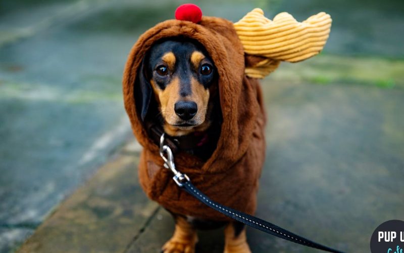 sausage dog dressed in a reindeer costume