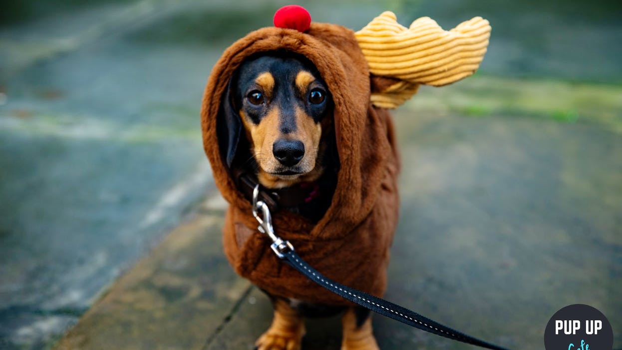 sausage dog dressed in a reindeer costume
