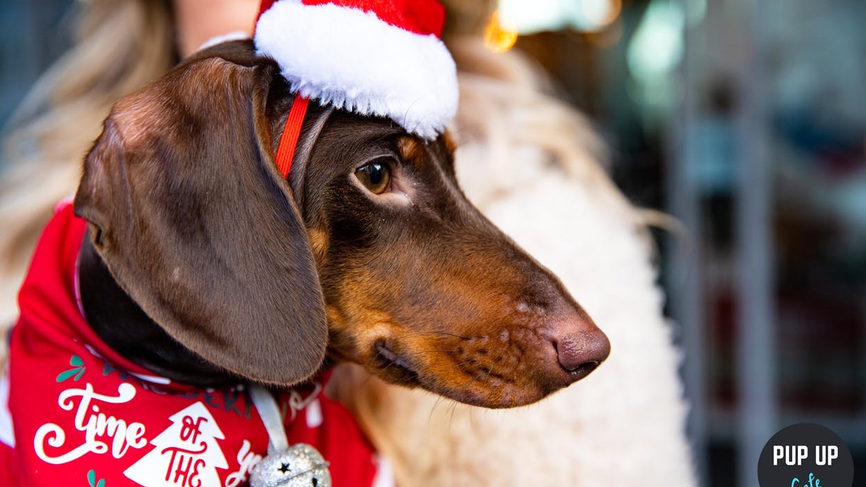 Dachshund in a christmas jumper and santa hat