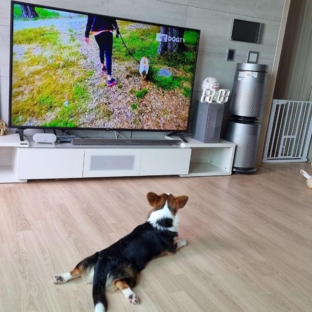 dog infront of TV