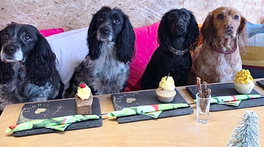 row of dogs with cakes