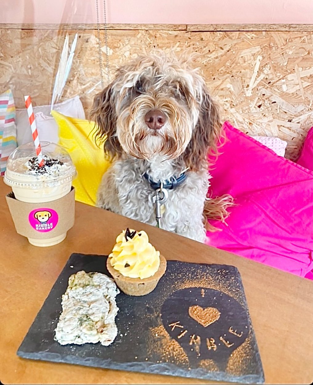 dog with cake and coffee