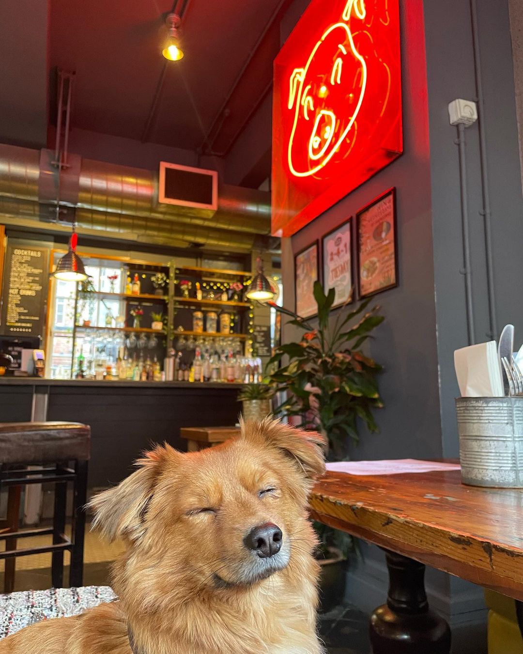 The best dog friendly bars and cafes in and around Leeds