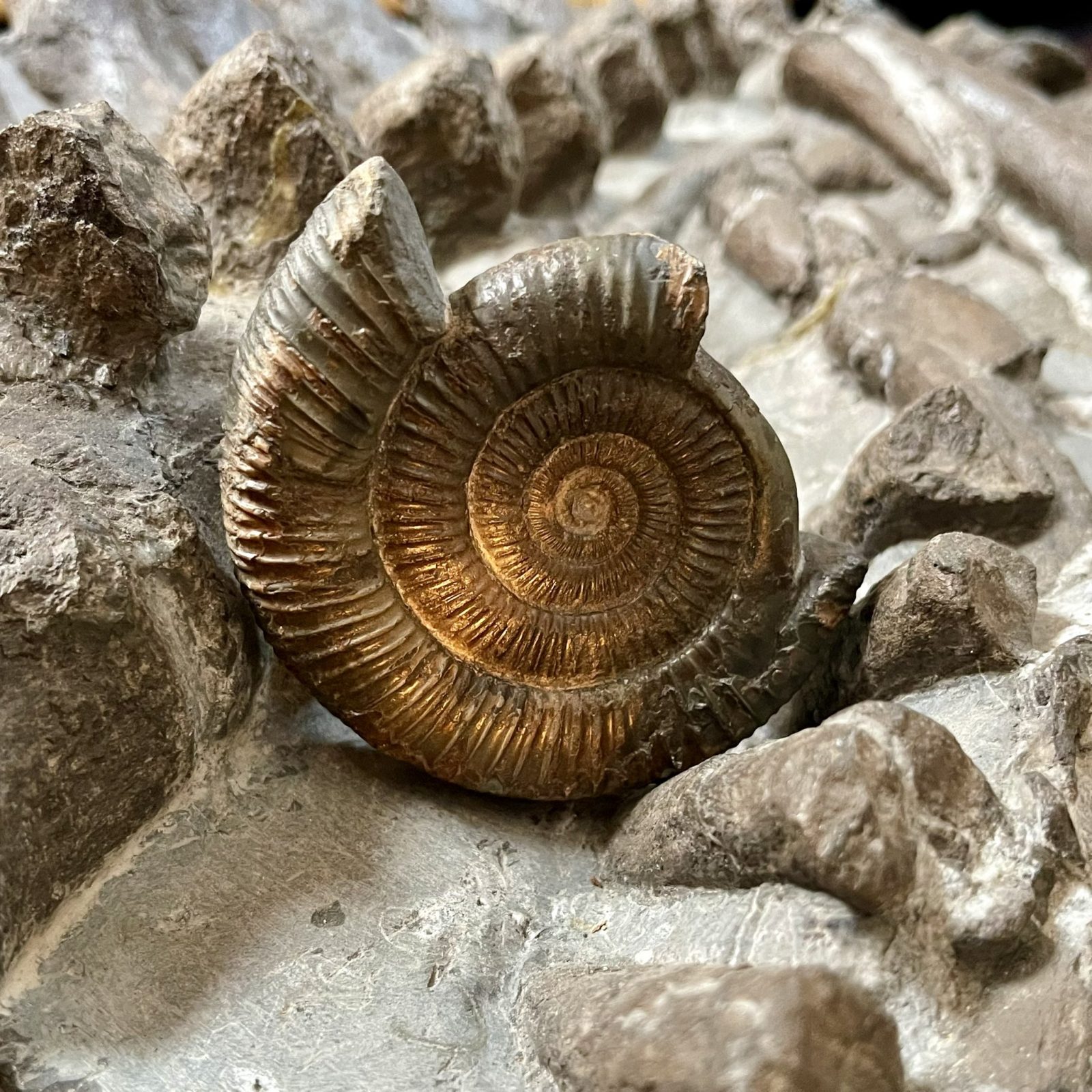 Fossil in museum.
