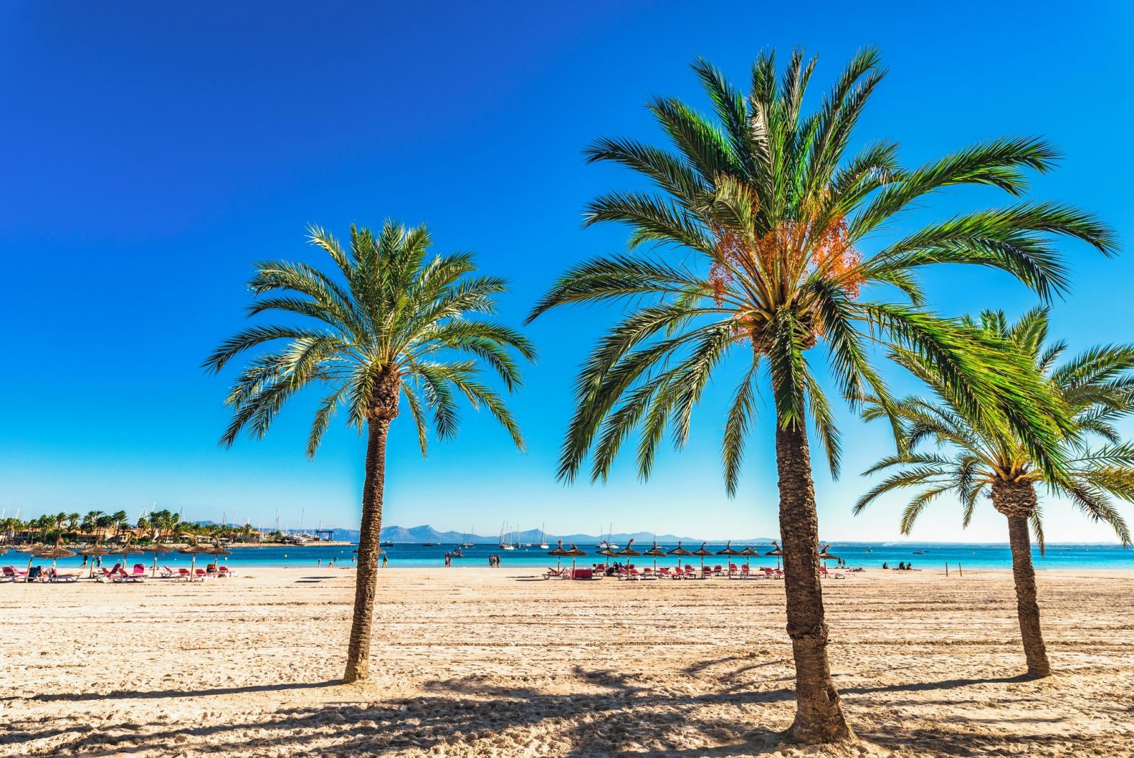 Palm trees on a beach on holiday. 