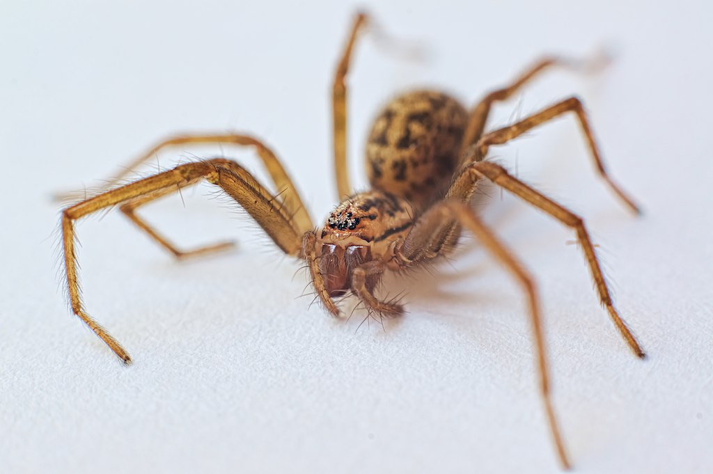 An eight-legged spider.