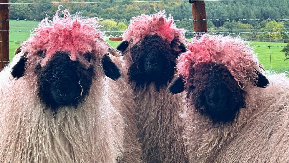 The sheep at Yorkshire farm with pink har. 