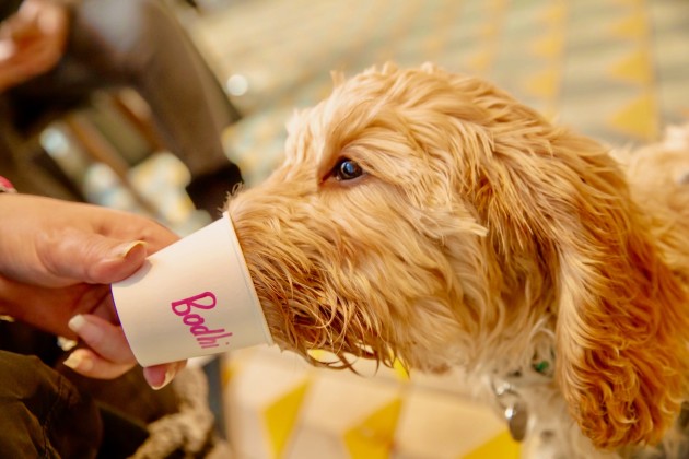 A Cockapoo drinking a puppucino at the Cockapoo Café. 