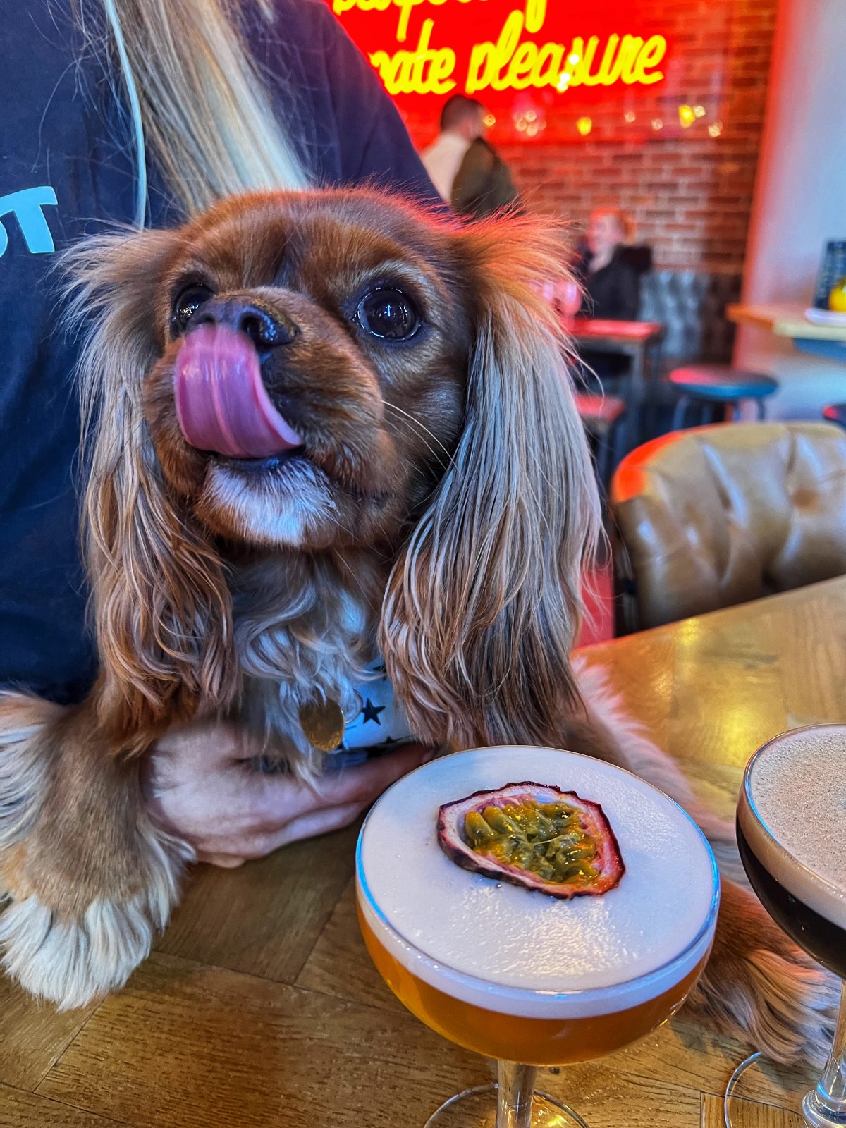 a dog sat at the table.