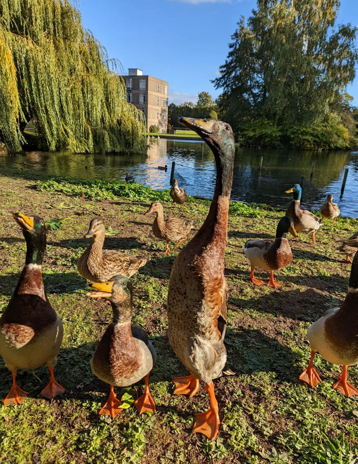 Long Boi the duck.