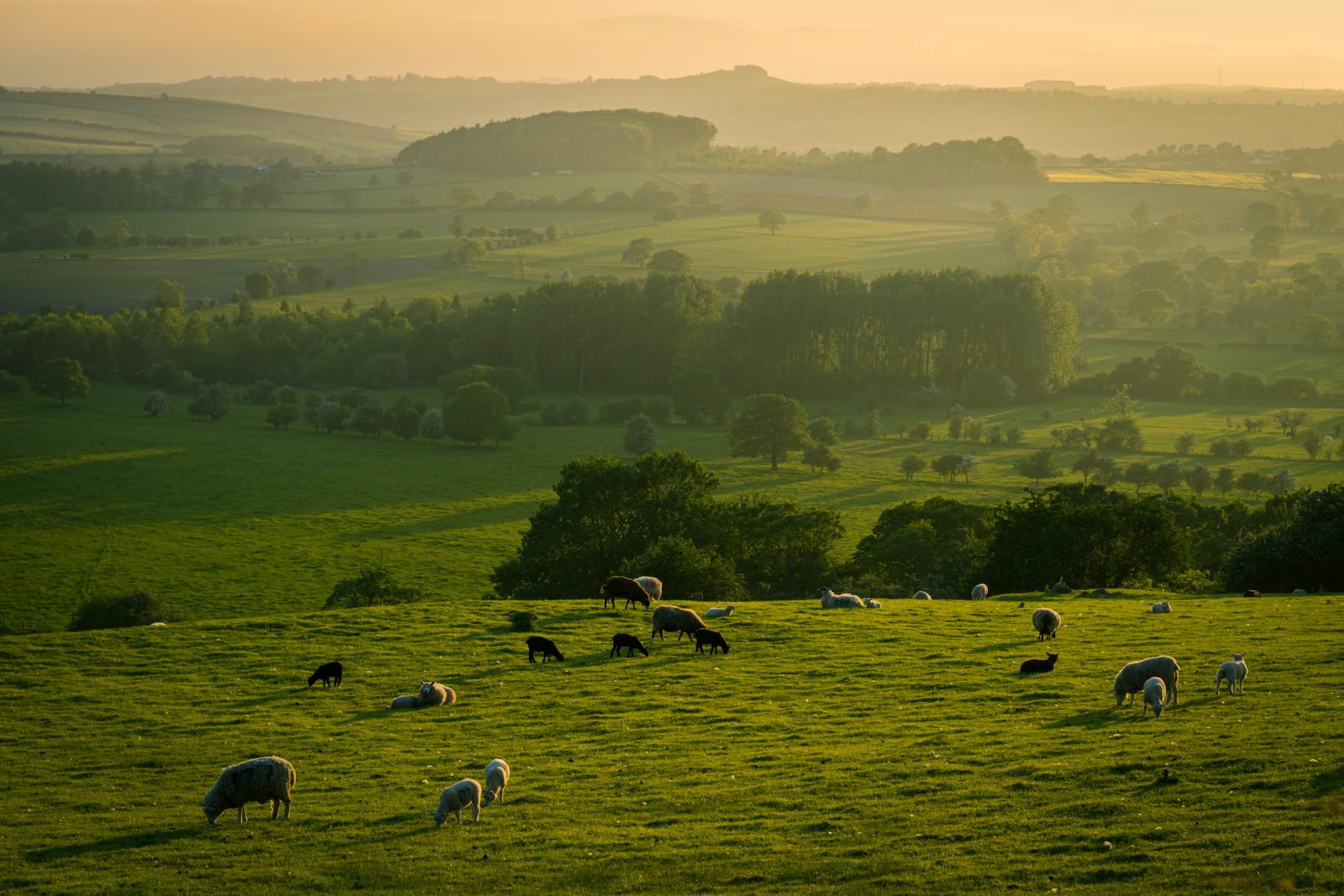 Sheep on the Yorkshire moors. 