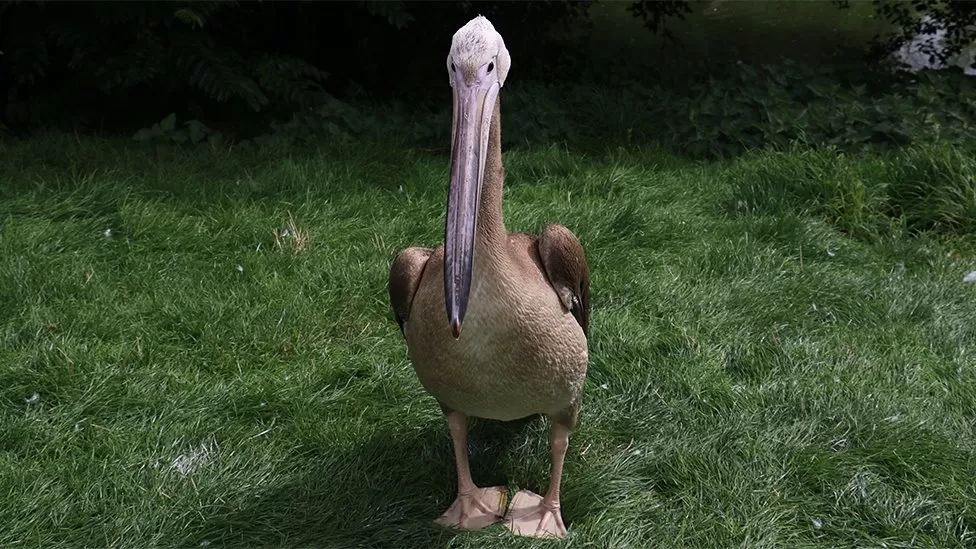 A pelican stood on grass. 