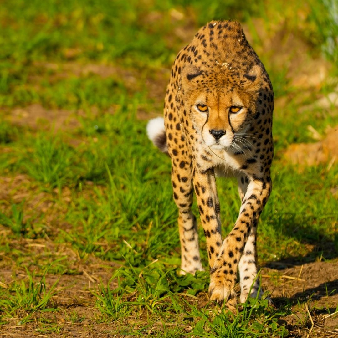 A cheetah. 