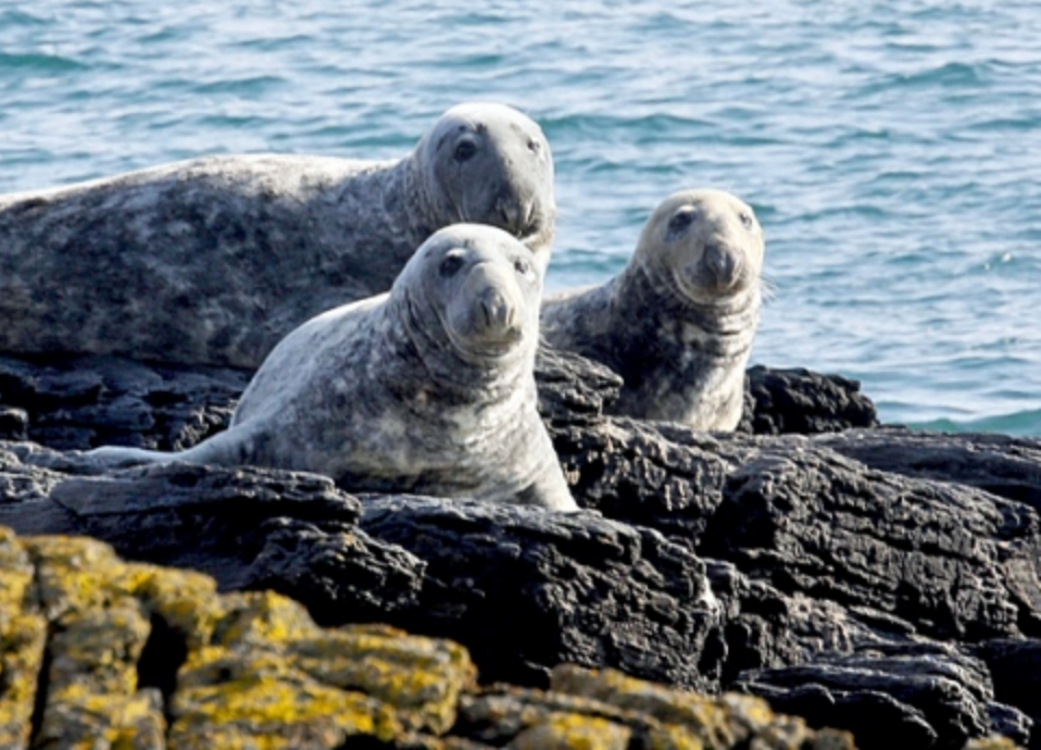 Three seals on a rock. 