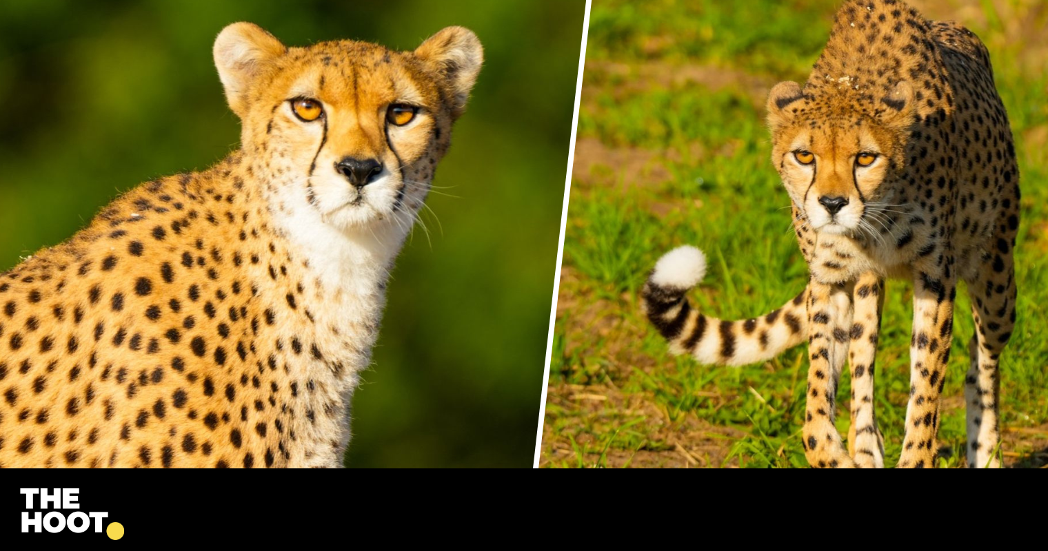 Two Endangered Cheetahs Have Arrived At Yorkshire Wildlife Park