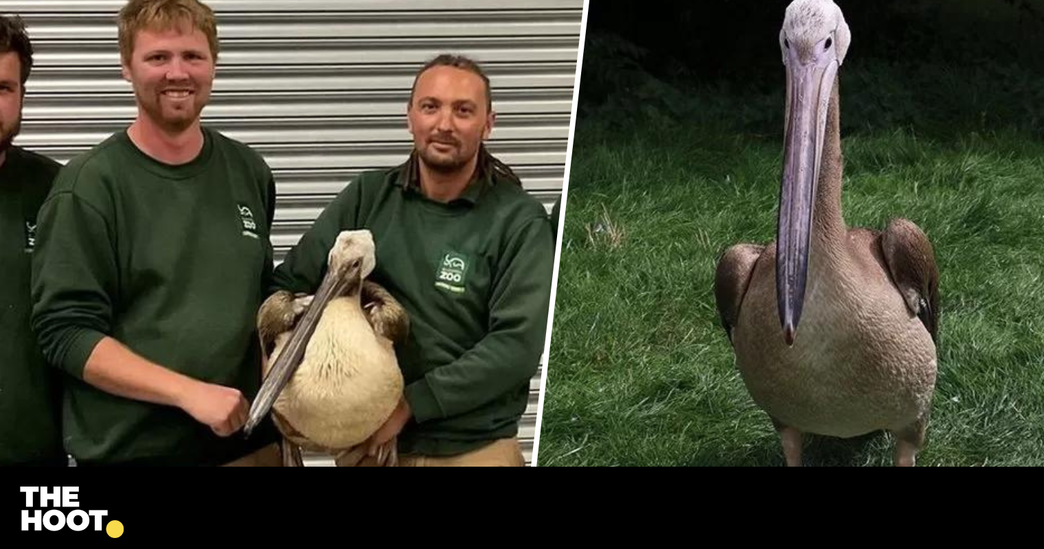 Missing pelican from Blackpool Zoo has been found in Knaresborough ...