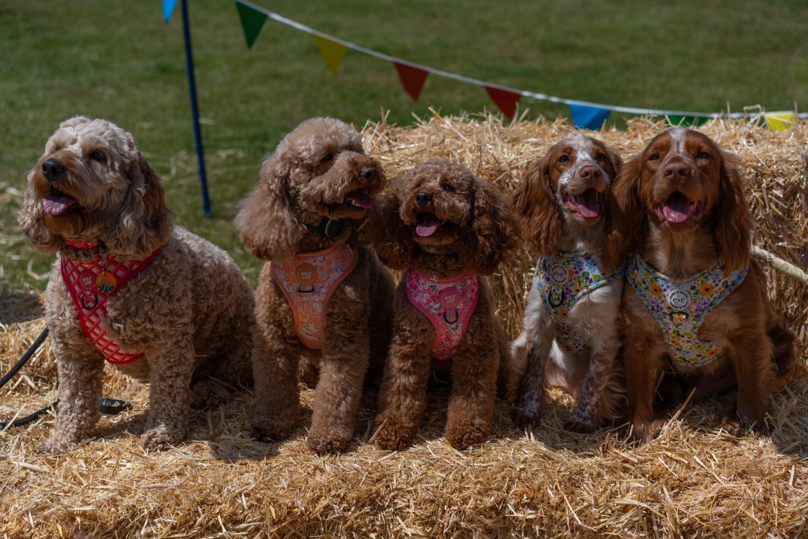 Dogs sat on a hay bail at DogFest. 