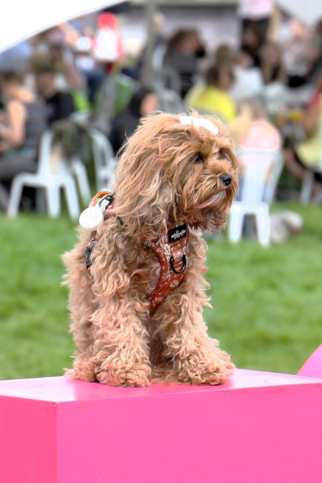 A dog stood on a podium at a dog festival called DogFest. 