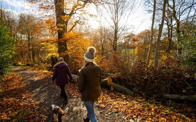 two people walking a dog with trees in the background.