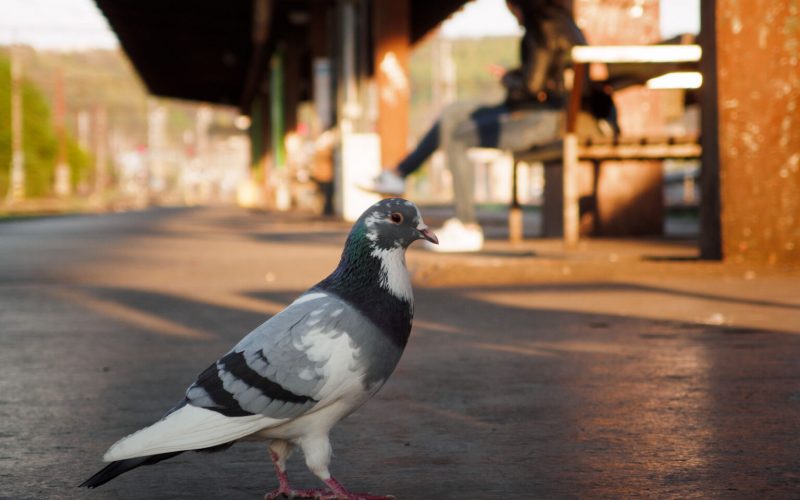 Pigeon on a train platform