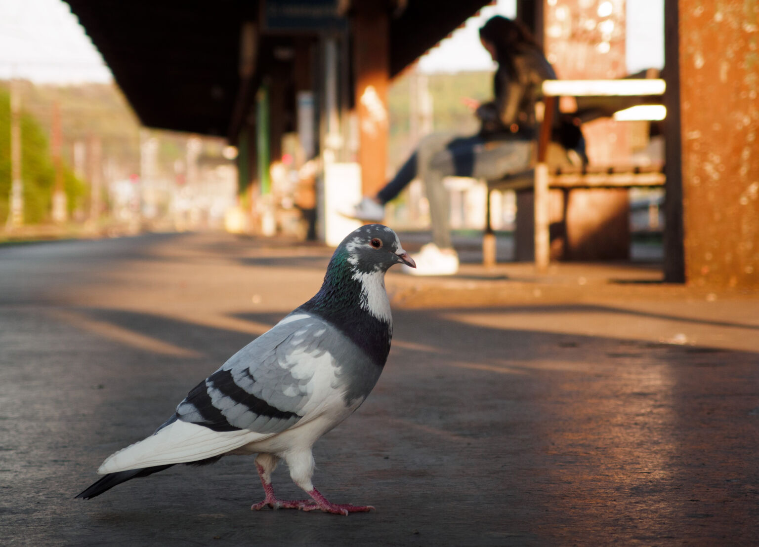 Pigeon on a train platform