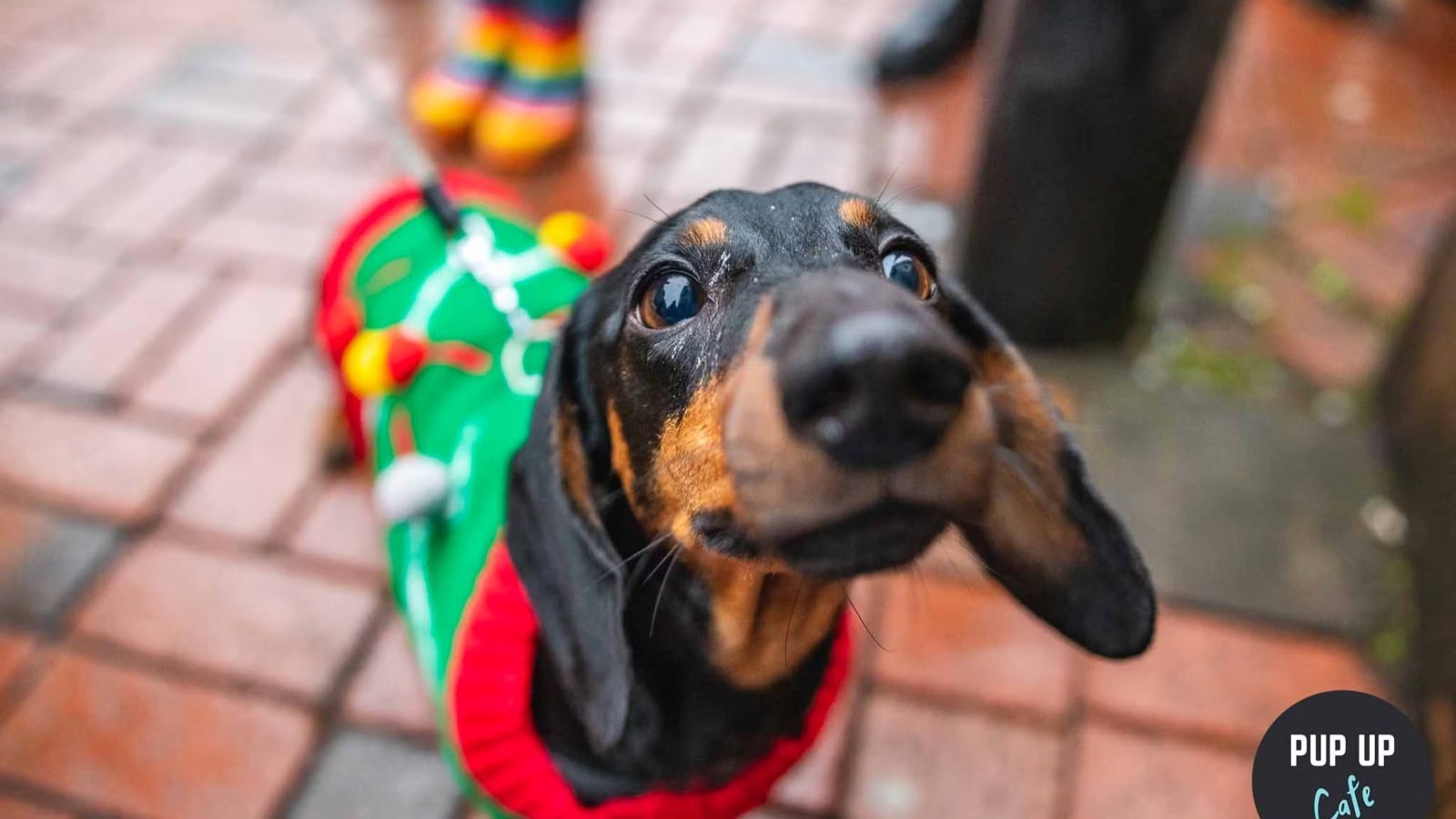 dog in Christmas jumper.