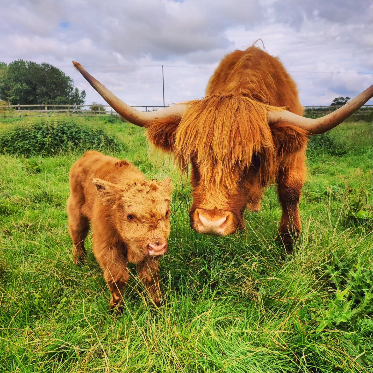 Two highland cows. 