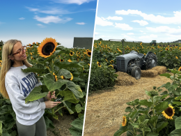 A sunflower field in Yorkshire, near Leeds where you can pick your own flowers