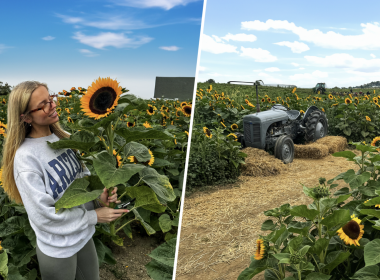 A sunflower field in Yorkshire, near Leeds where you can pick your own flowers