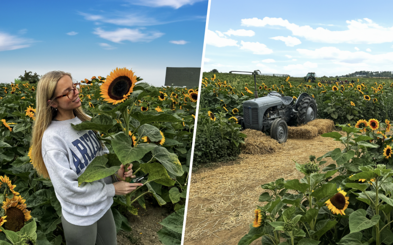 A sunflower field in Yorkshire, near Leeds where you can pick your own flowers