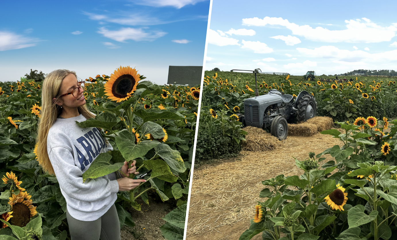 A sunflower field in Yorkshire, near Leeds where you can pick your own flowers