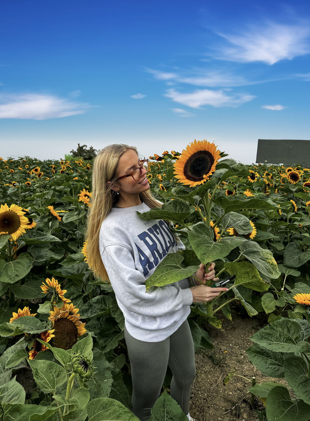 Sunflower field in Yorkshire, gorgeous girl holding flower just picked 