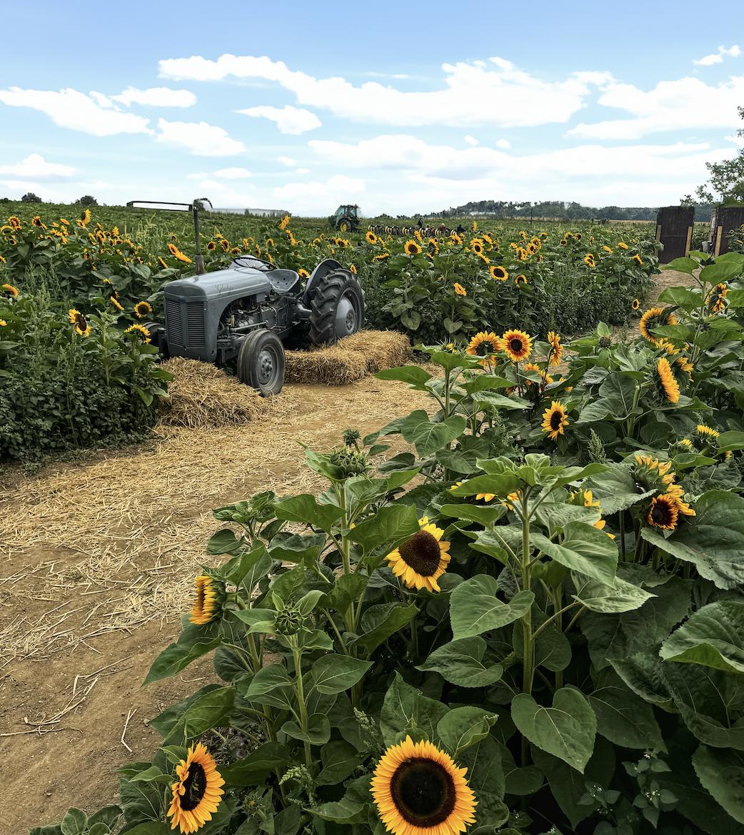 Sunflower field in Yorkshire 