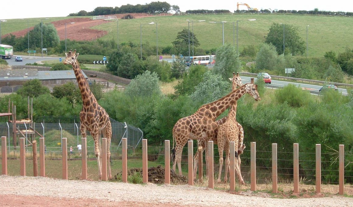 Troubled South Lakes Safari Zoo announces closure and plots move to Yorkshire