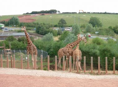 Troubled South Lakes Safari Zoo announces closure and plots move to Yorkshire