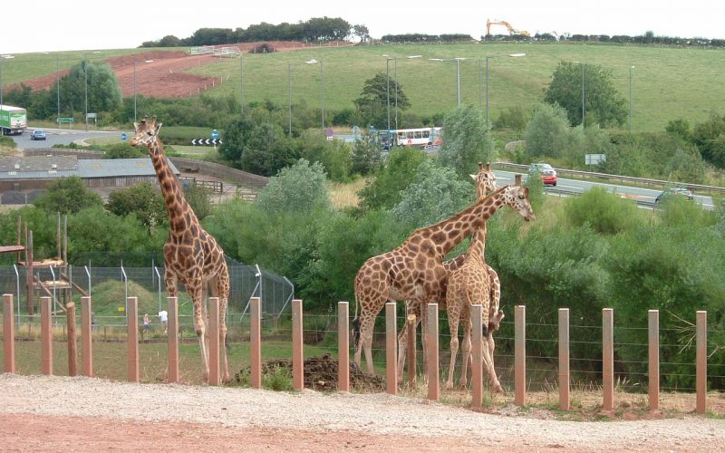 Troubled South Lakes Safari Zoo announces closure and plots move to Yorkshire