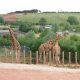 Troubled South Lakes Safari Zoo announces closure and plots move to Yorkshire