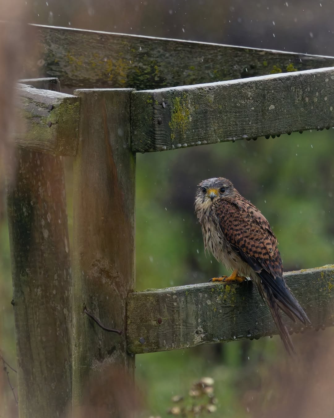 St. Aidans is the perfect place for a long stroll and a spot of birdwatching right here in Leeds  / Credit: The Hoot Leeds / @f.e.wildlifephotography on Instagram