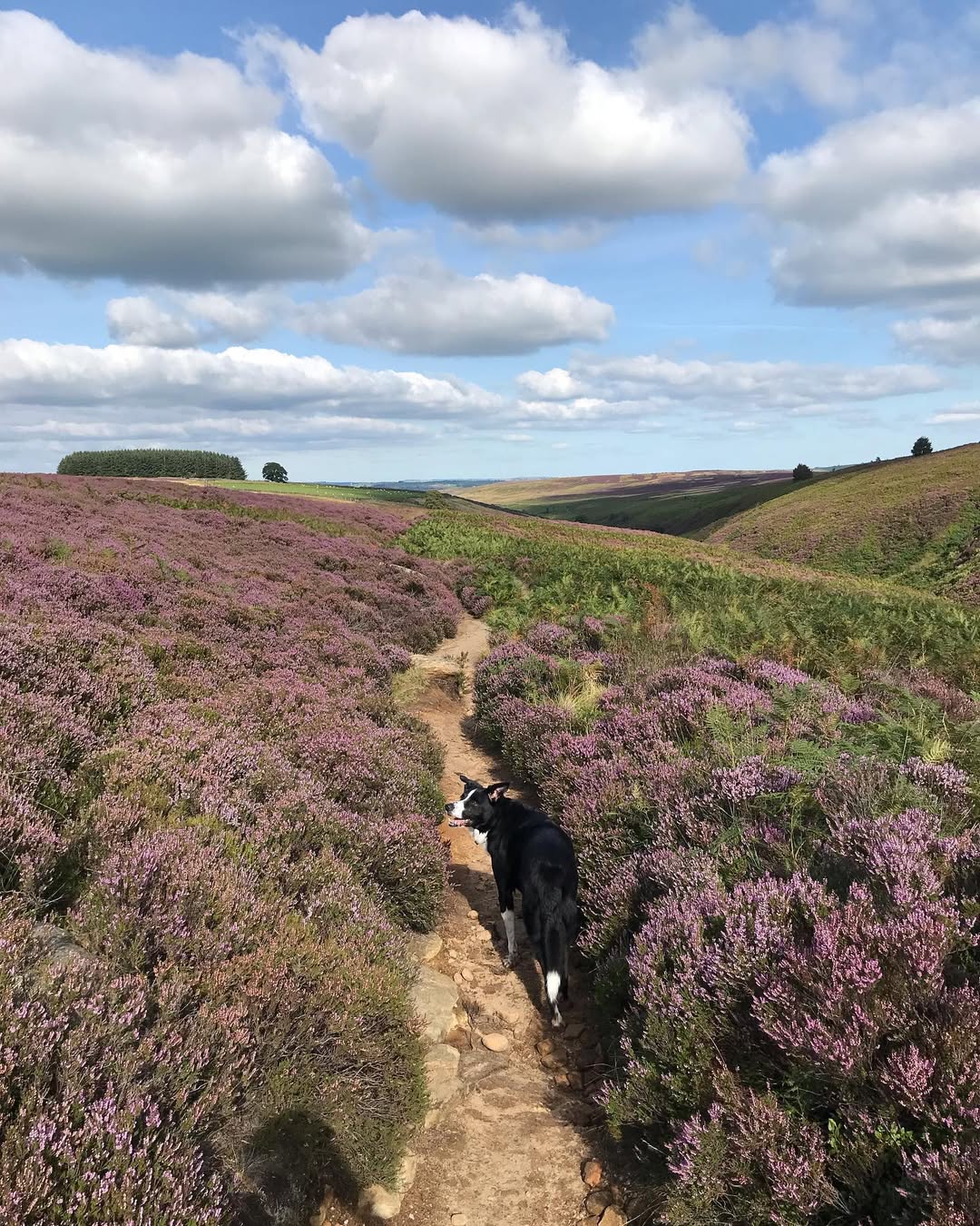 You might feel inspired to write a prose or two while you're walking around Brontë Waterfall/ Credit: on Instagram