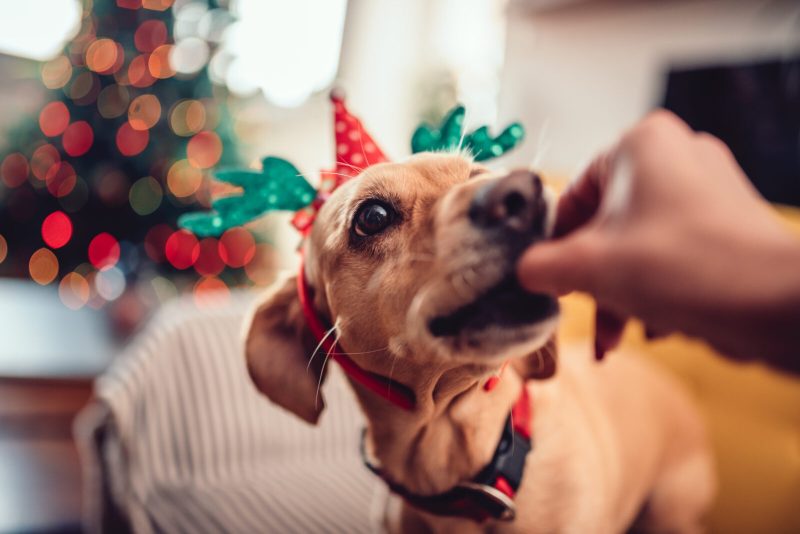 Dog-being-fed-food-at-Christmas-1600x1068-1